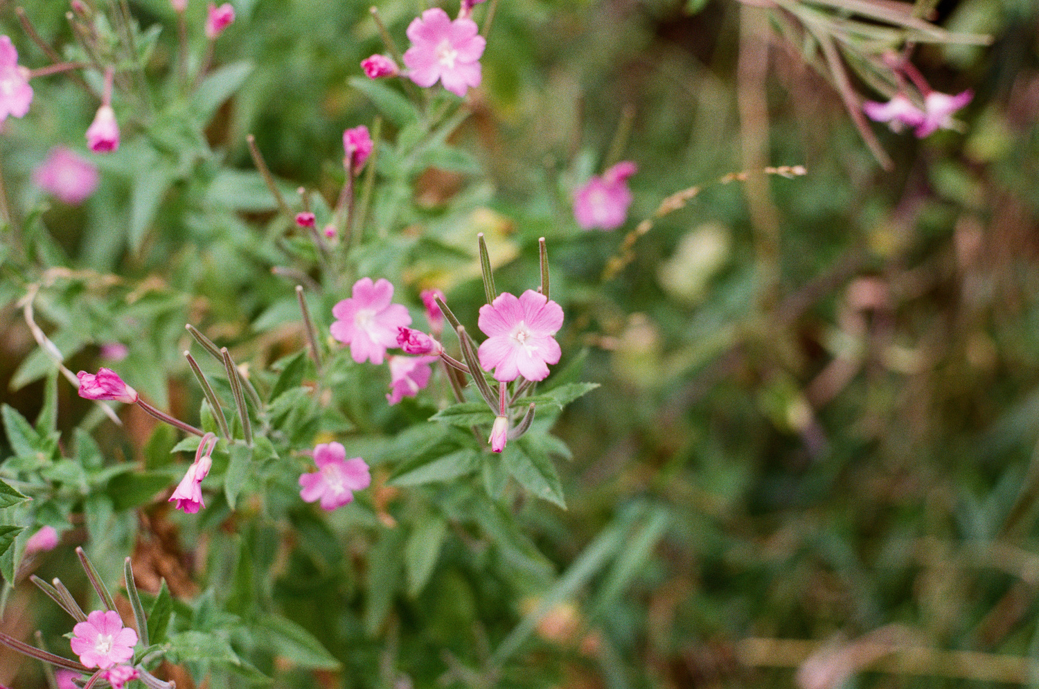Photo of some blooming flowers with pink petals.