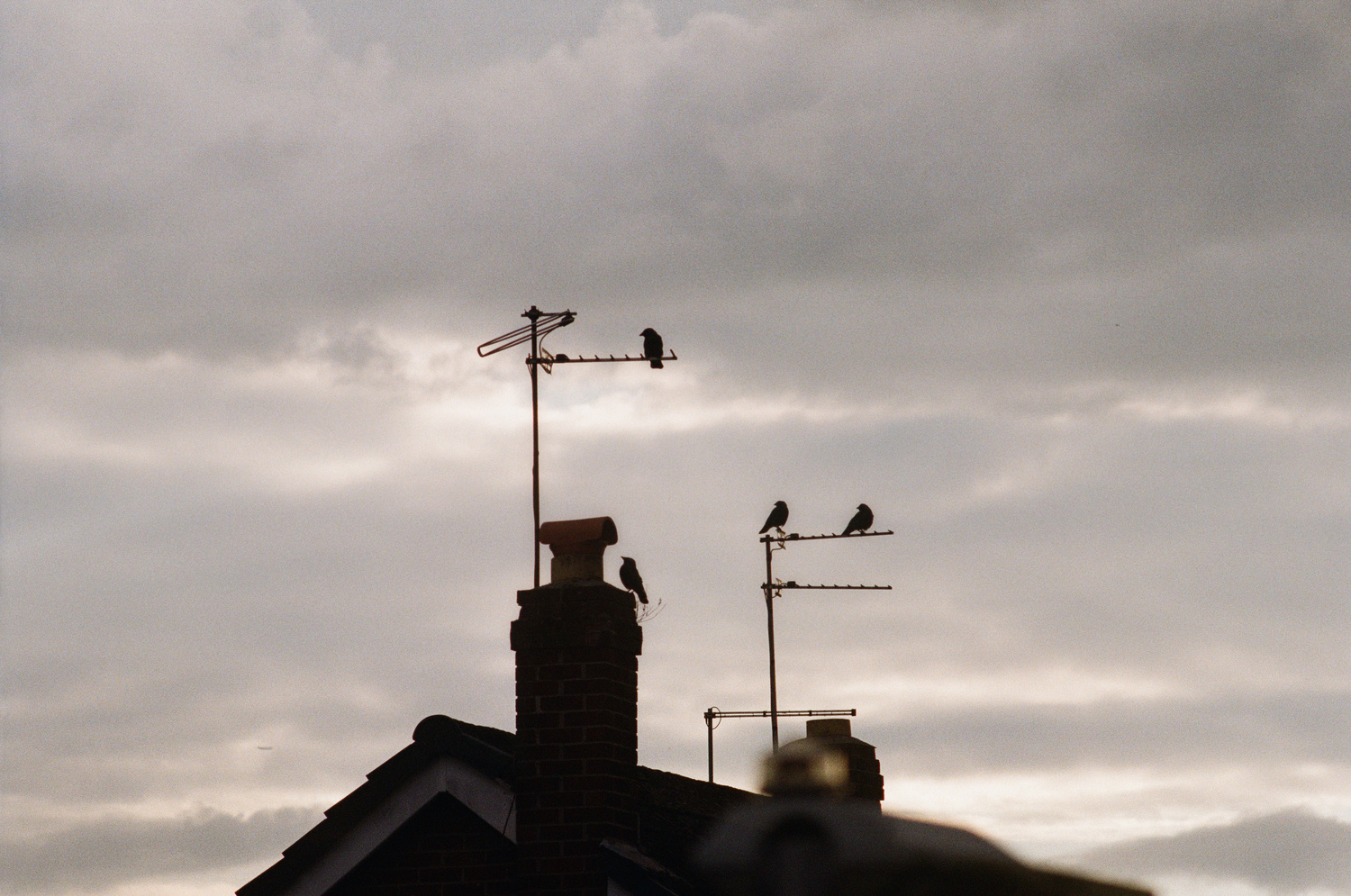 Four crows sitting on the antennas on a neighbor’s roof, silhouetted against a cloudy sky.