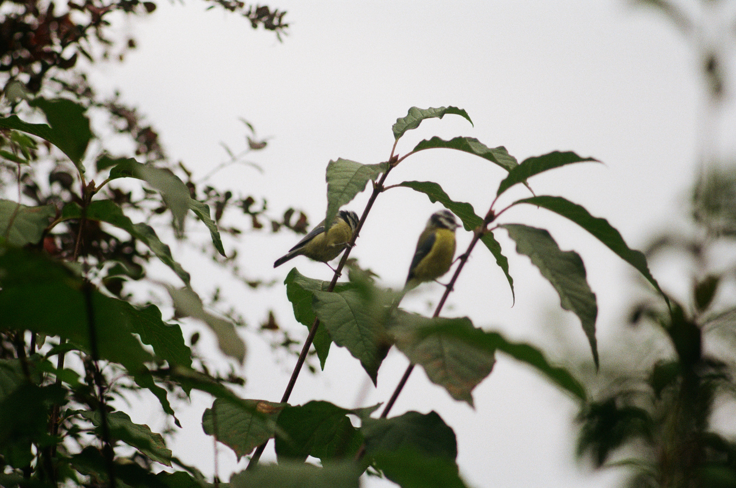 It's a kinda grainy photo of a pair of blue tits sitting on some branches