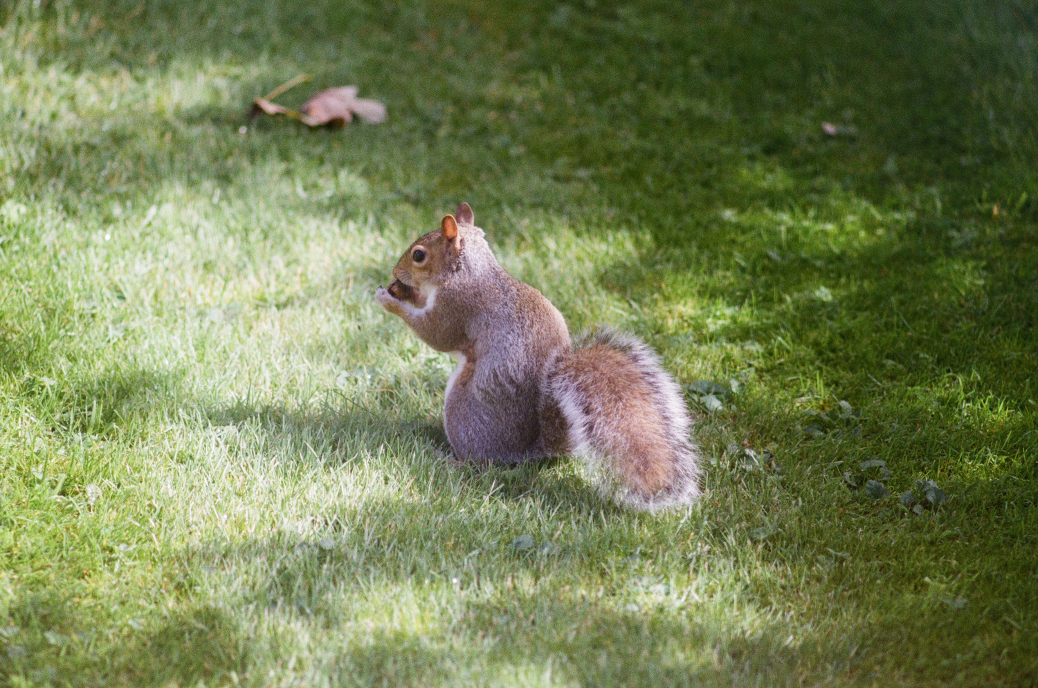 Close-up photo of a squirrel, sitting in the grass on a warm sunny day, snacking on a nut.