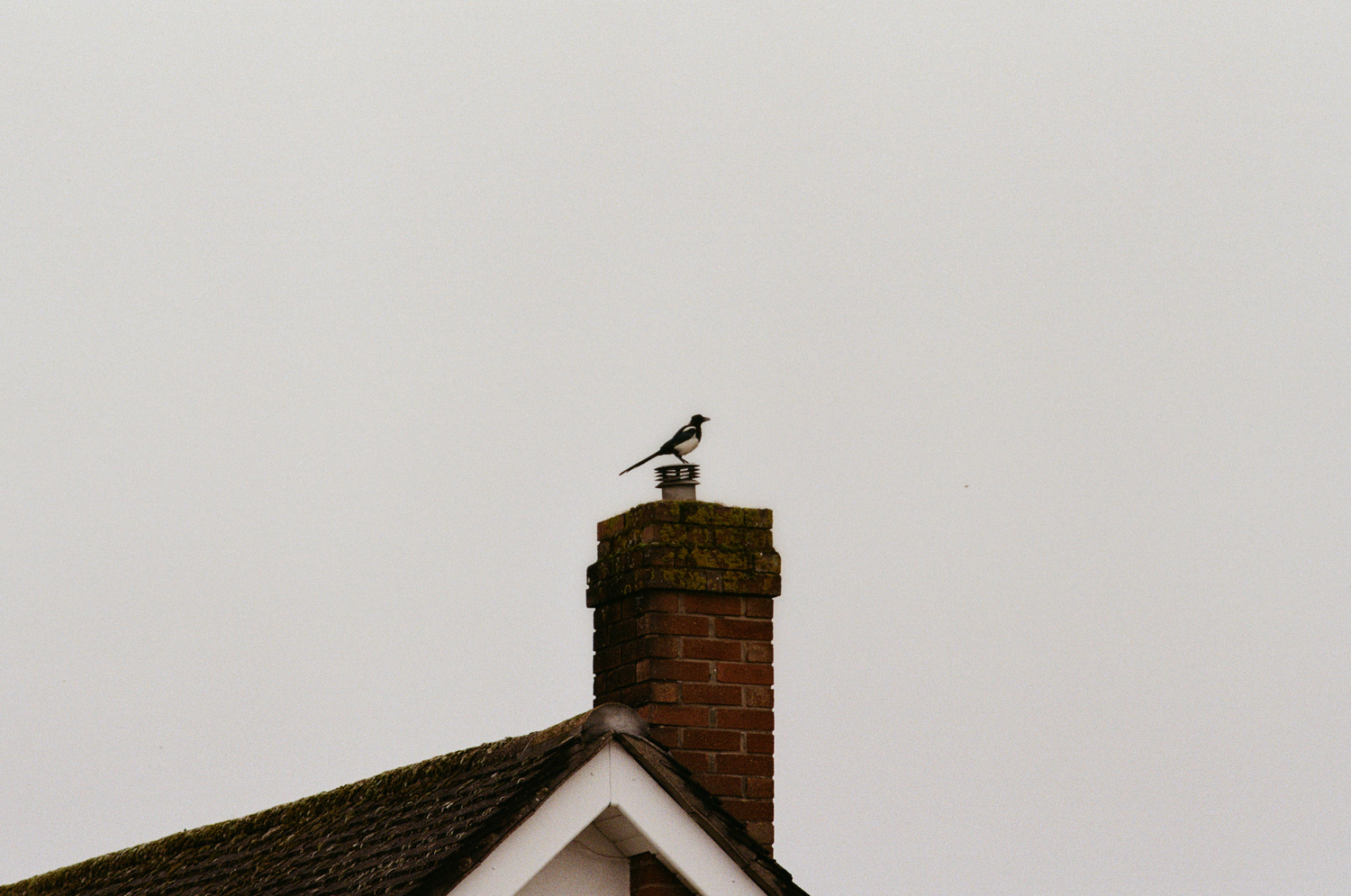 Photo of a single magpie sitting atop a chimney, surrounded by a plain and expansive gray sky. Though I know that the magpie was part of a social crowd, I find the photo itself conveys an intense feeling of loneliness.