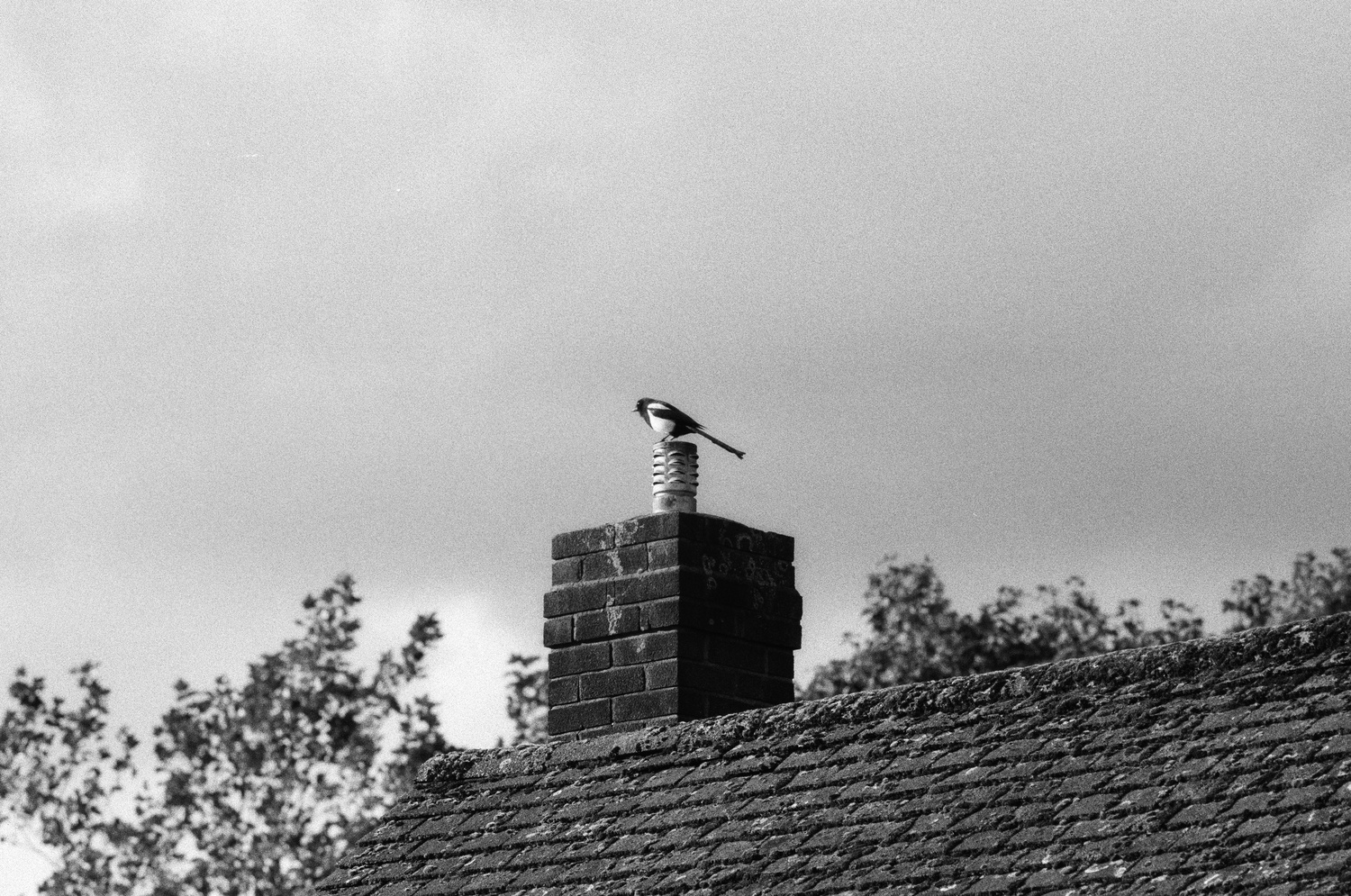 Grayscale photo of a lone magpie, standing on top of a chimney, watching over the neighborhood.