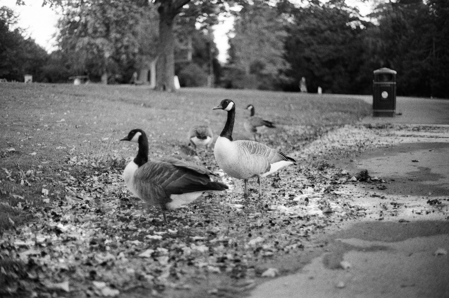 Grayscale photo, a pair of geese standing proudly in a leafy puddle in a public park.
