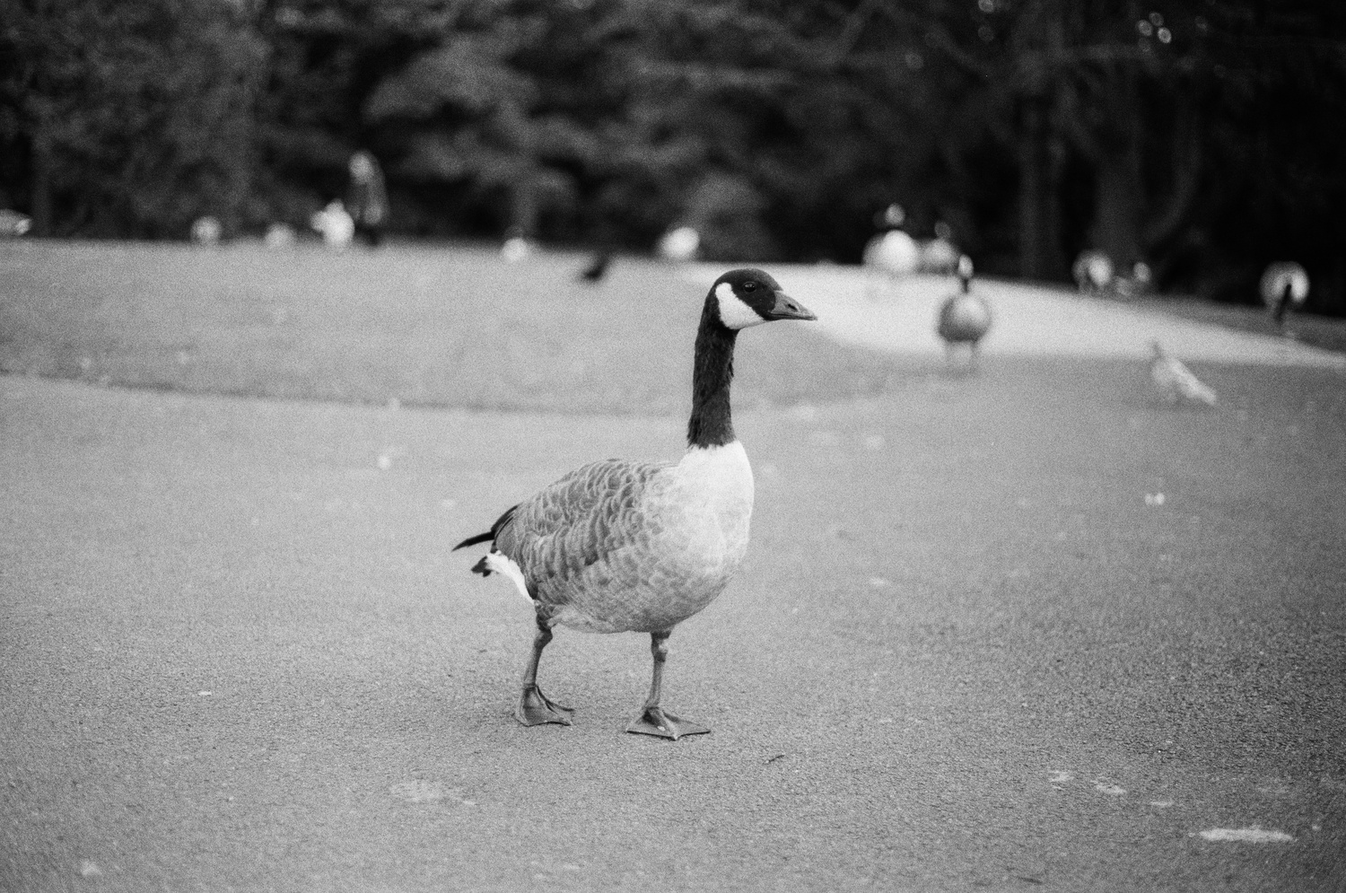 Grayscale photo, close up on a single goose strutting through the park, with several other birds out-of-focus in the background.