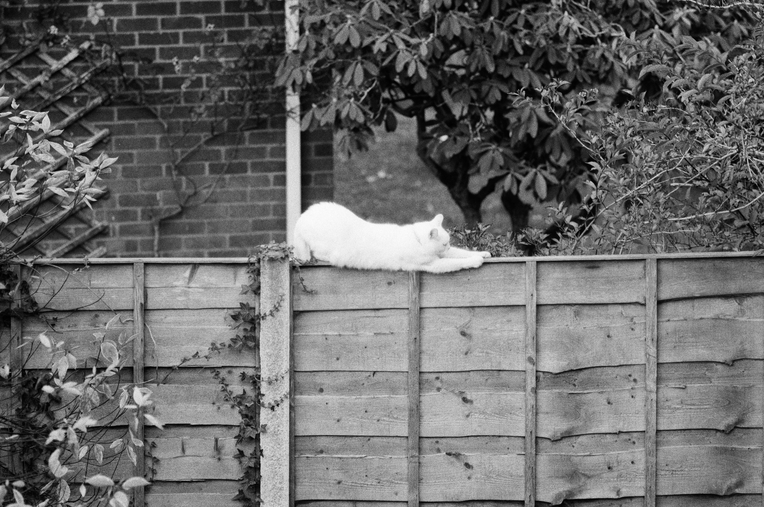 Grayscale photo of a white cat laying atop a wooden garden fence, its front paws outstretched.