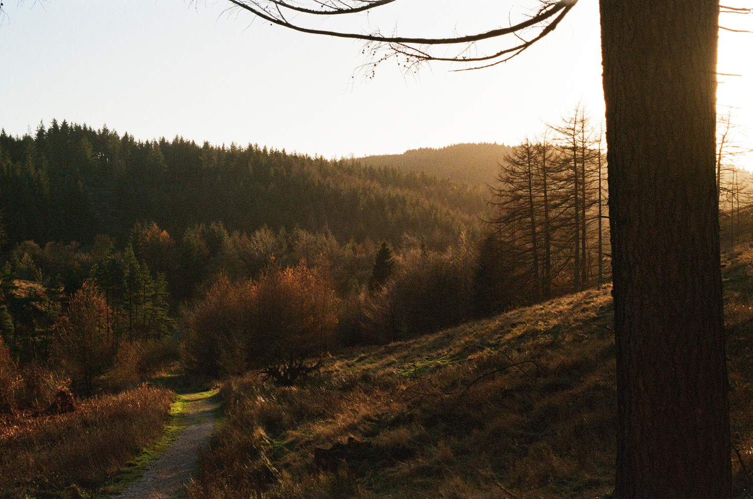 A photo looking out over a forest at sunset, intense golden light shining across the trees. To the left, a dirt path leads into the forest. To the right, a nearby tree blocks the sun.