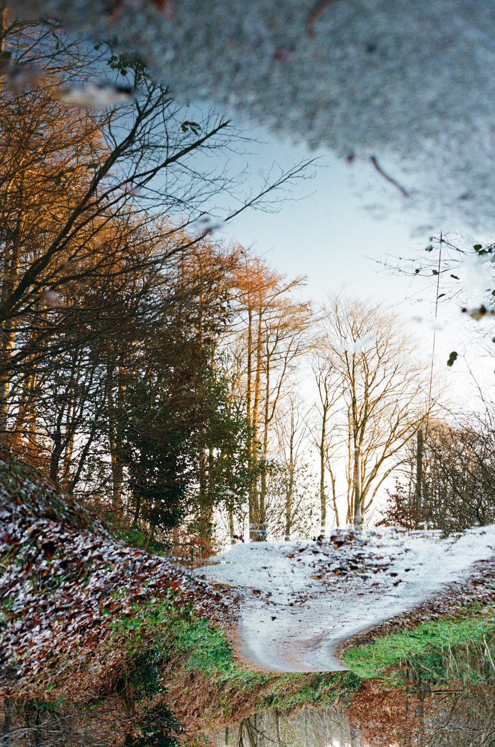 A photo looking up at some tall trees. But oh! Looking beyond the subject, the entire photo is upside-down - the trees are actually being reflected in a large puddle!