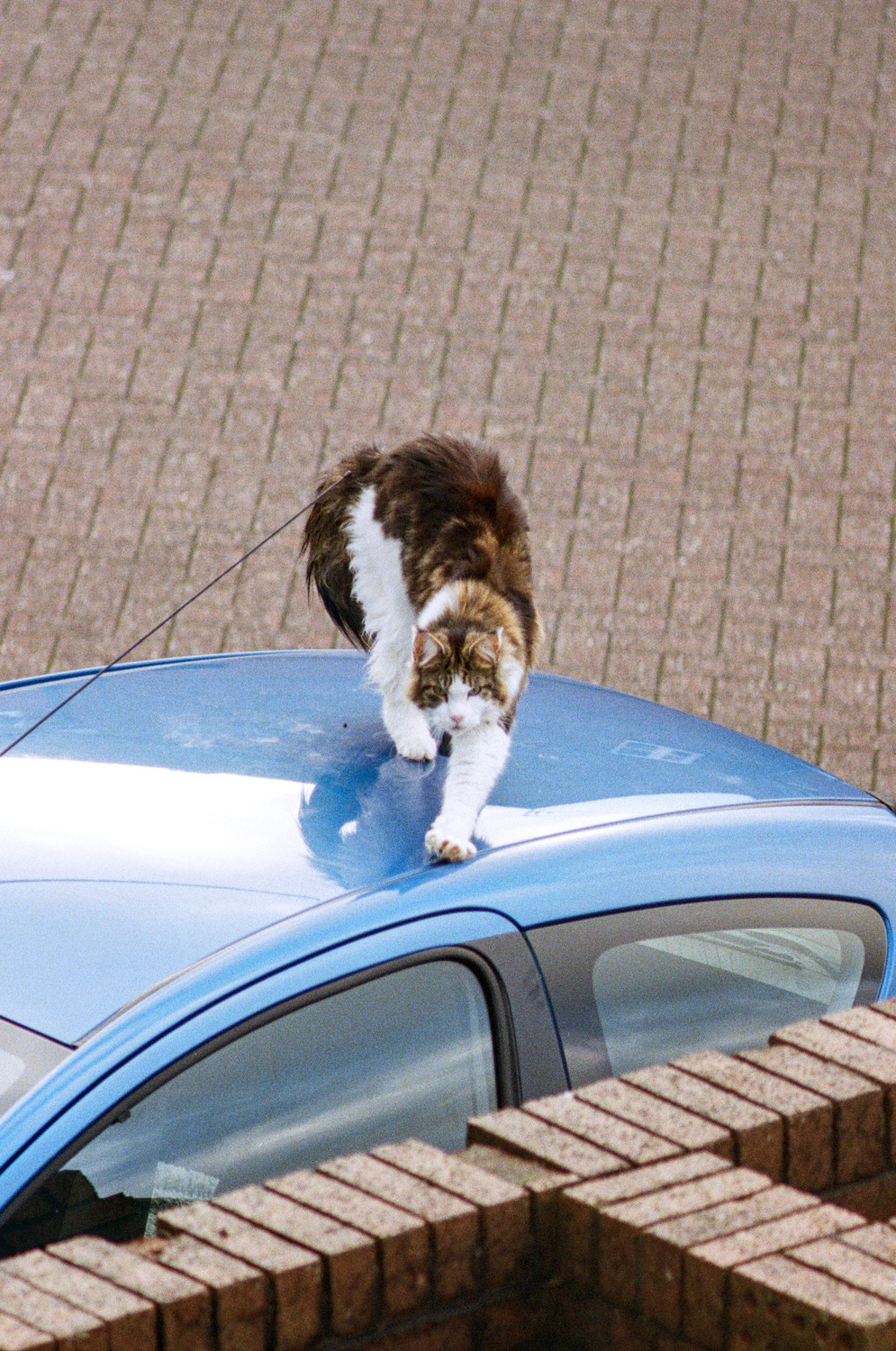 A floofy brown-and-white cat perched atop a parked blue car, stretching one paw forwards and glaring intensely at the camera.