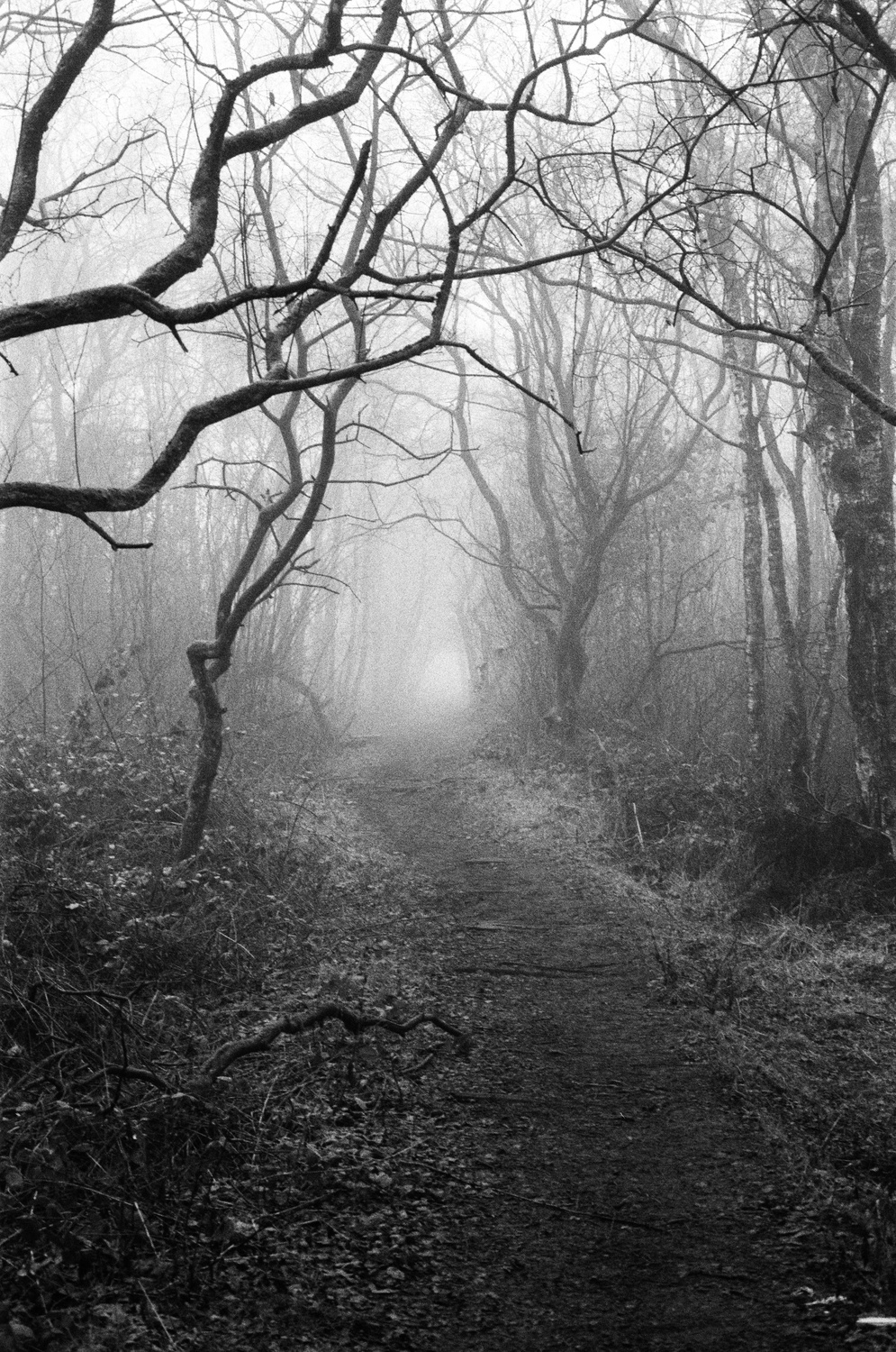 Grainy grayscale photo, a dirt path leads into a forest filled with an ominous dense fog. Dare you venture deeper?