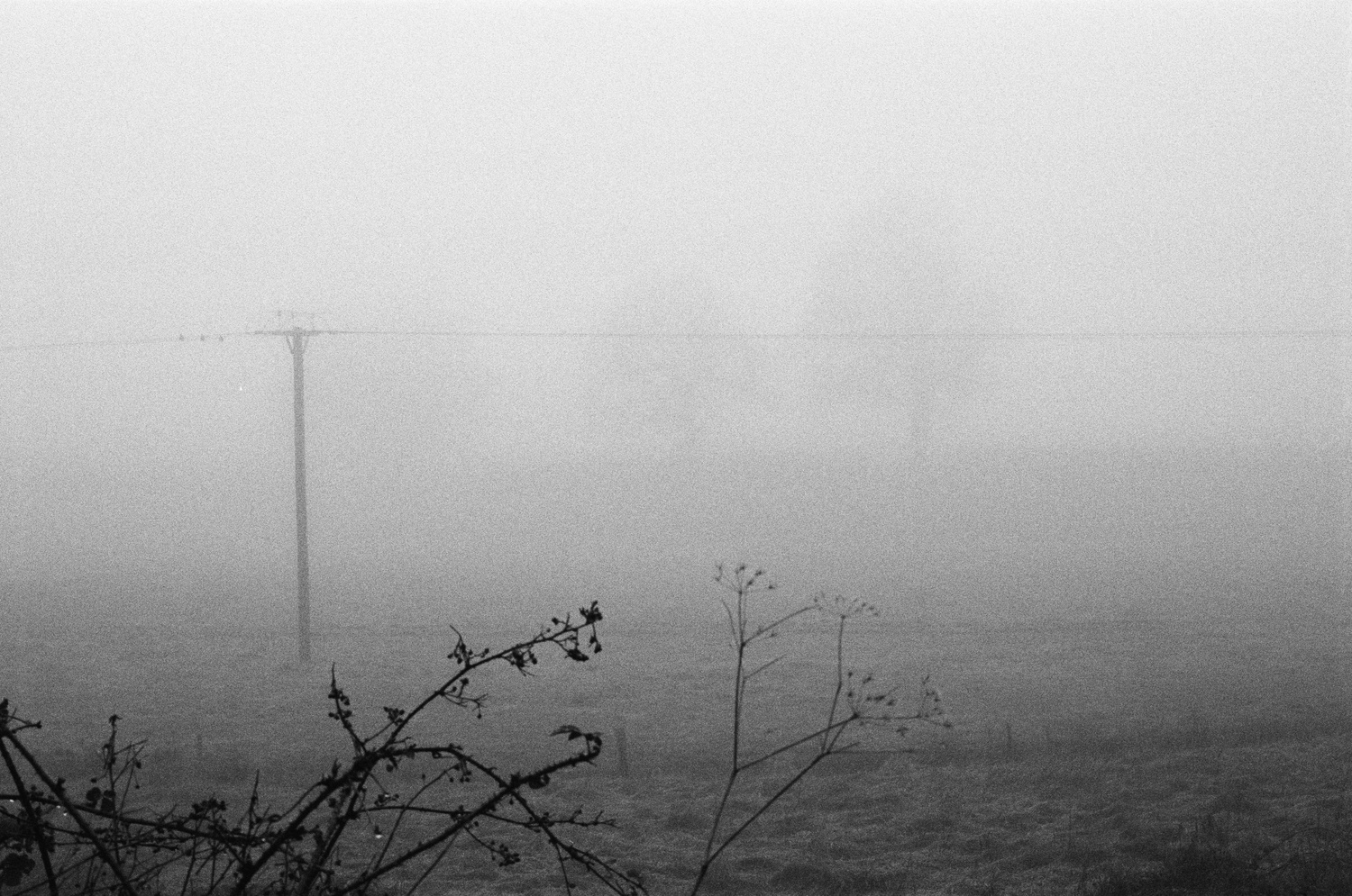 Grainy grayscale photo, looking out into a field shrouded in incredibly dense fog. Some plants can be seen clearly in the foreground. Further away, a utility pole is fading into the fog, and further still, a row of trees just barely visible.